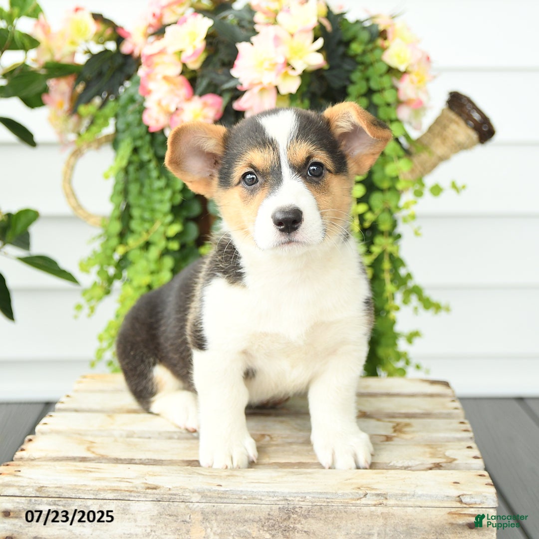 Welsh Corgi Pembroke dogs for sale: Polly - Image 4
