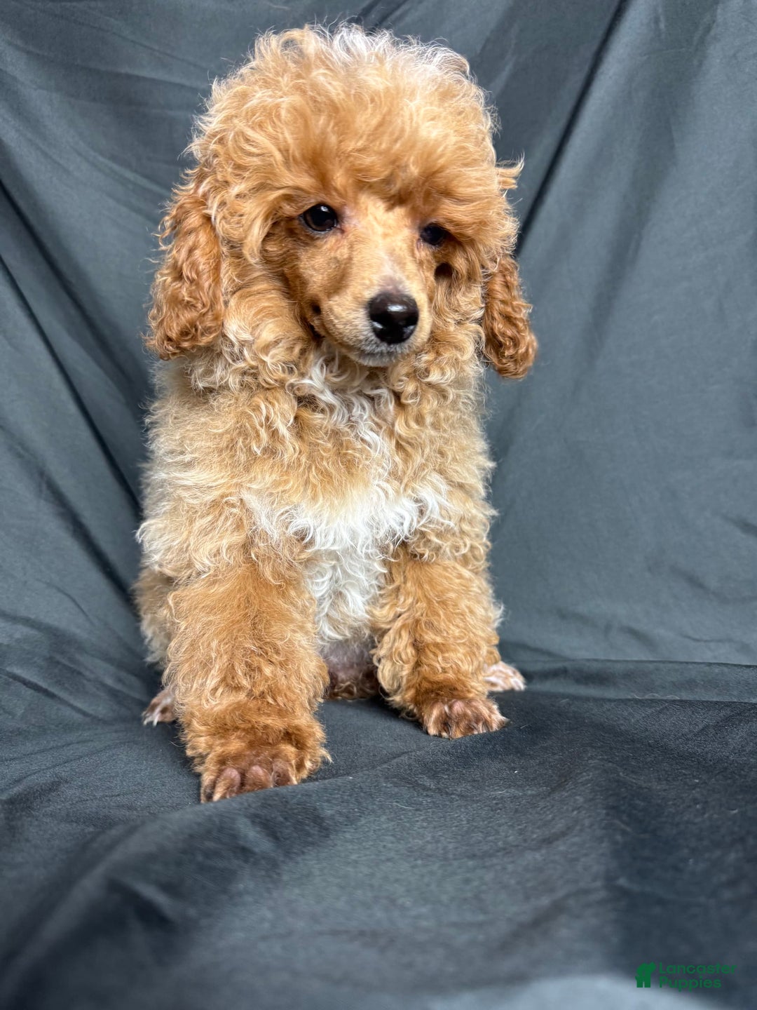 Toy Poodle dogs for sale: Lada - Image 14