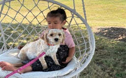 Cavapoo dogs for sale: Barbie - Image 20
