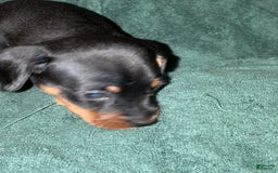 Miniature Pinscher dogs for sale: Miniature Pinscher 4 puppies - Image 7