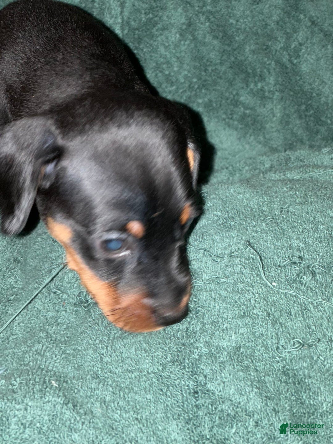 Miniature Pinscher dogs for sale: Miniature Pinscher 4 puppies - Image 7