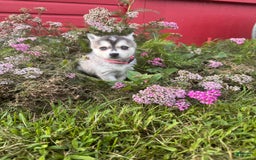 Alaskan Klee Kai dogs for sale: Blue Amy - Image 2