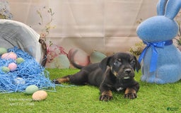 Catahoula Leopard Dog dogs for sale: Juliet 2025 M8 Catahoula Puppy - Image 1