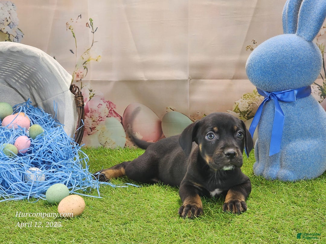 Catahoula Leopard Dog dogs for sale: Juliet 2025 M8 Catahoula Puppy - Image 1