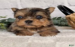 Yorkshire Terrier dogs for sale: Jaspy - Image 2
