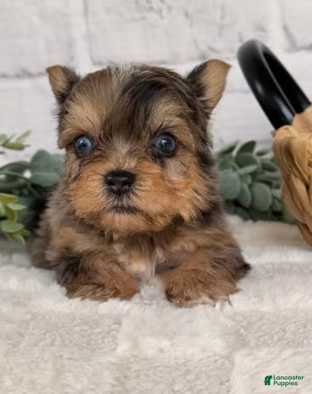 Yorkshire Terrier dogs for sale: Jaspy - Image 2