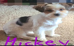 Yorkshire Terrier dogs for sale: Mr Red - Image 3