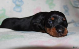 Dachshund dogs for sale: Raven Boy 1 - Image 6