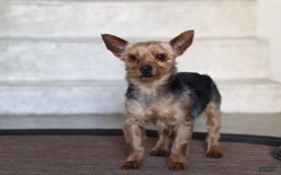 Yorkiepoo dogs for sale: Sammy - Image 13