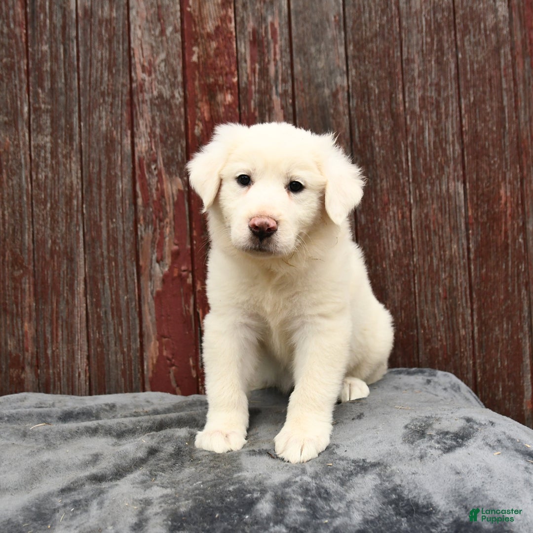 Great Pyrenees dogs for sale: Lexi - Image 1