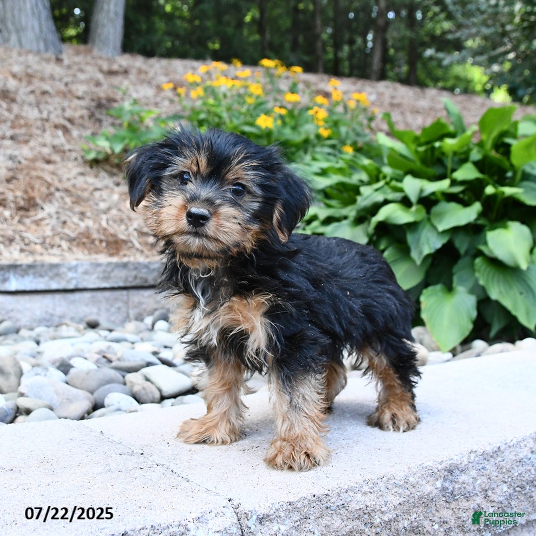 Yorkshire Terrier dogs for sale: Yorkshire Terrier 4 puppies - Image 2