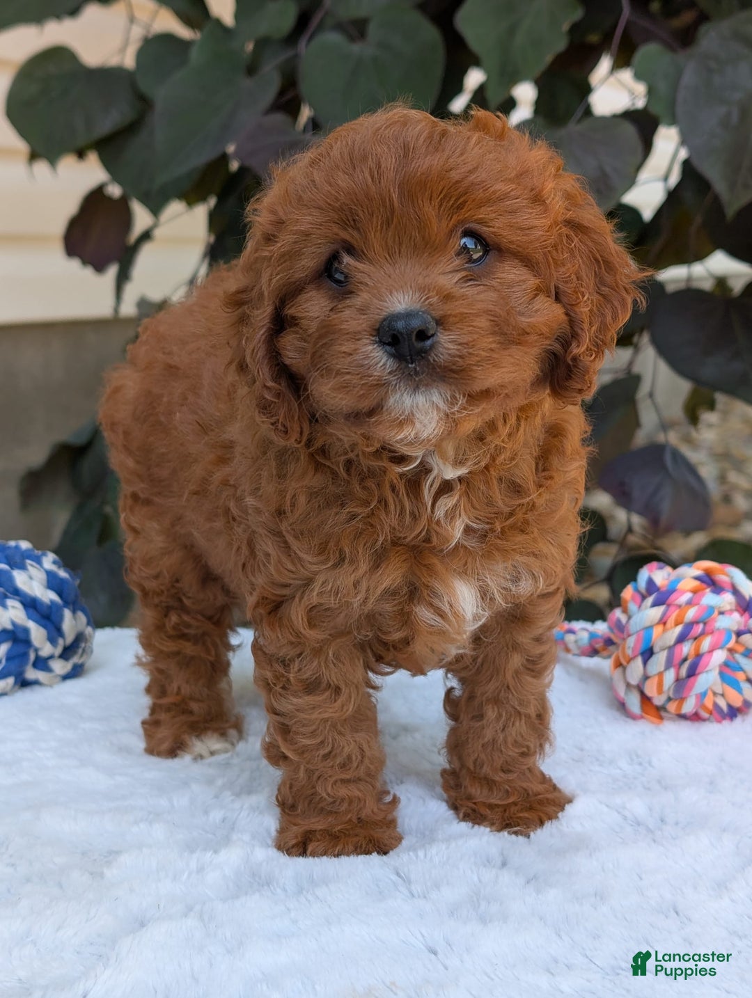 Cavapoo dogs for sale: Remi - Image 3