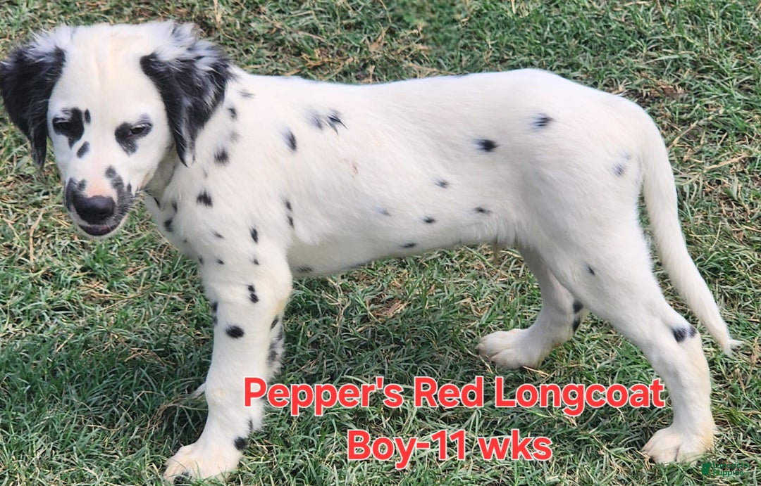Dalmatian dogs for sale: Peppers Red Boy - Image 16