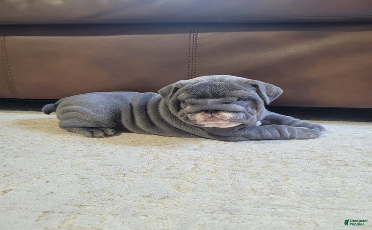 English Bulldog dogs for sale - Ad 5