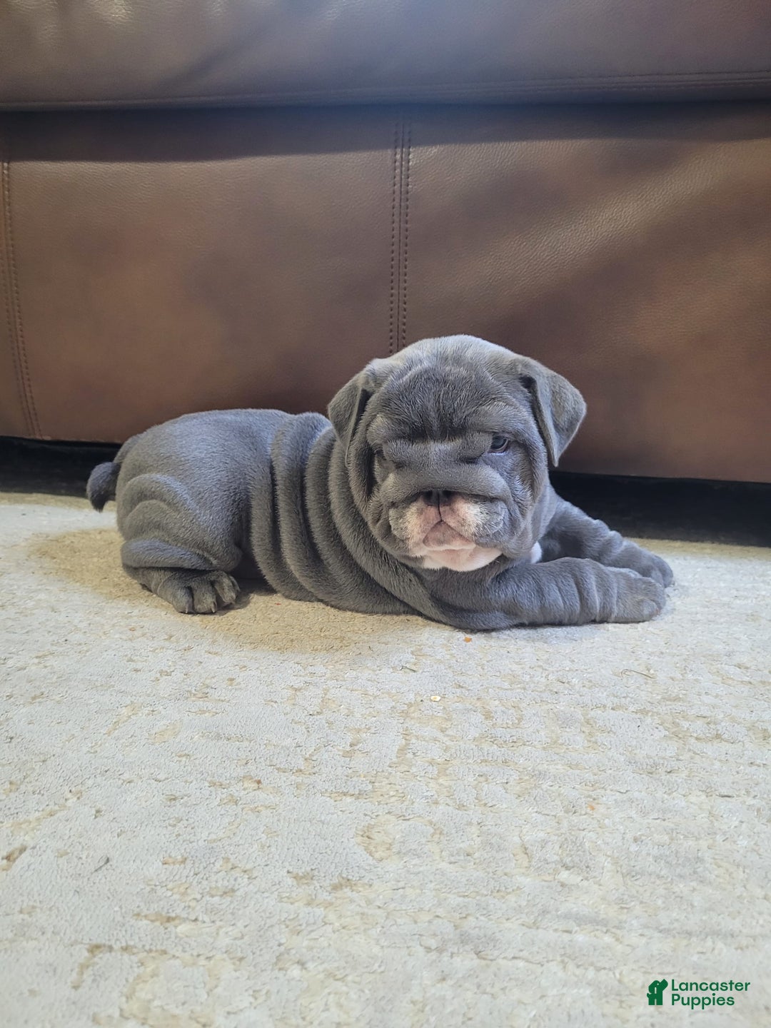 English Bulldog dogs for sale: Lilly - Image 1