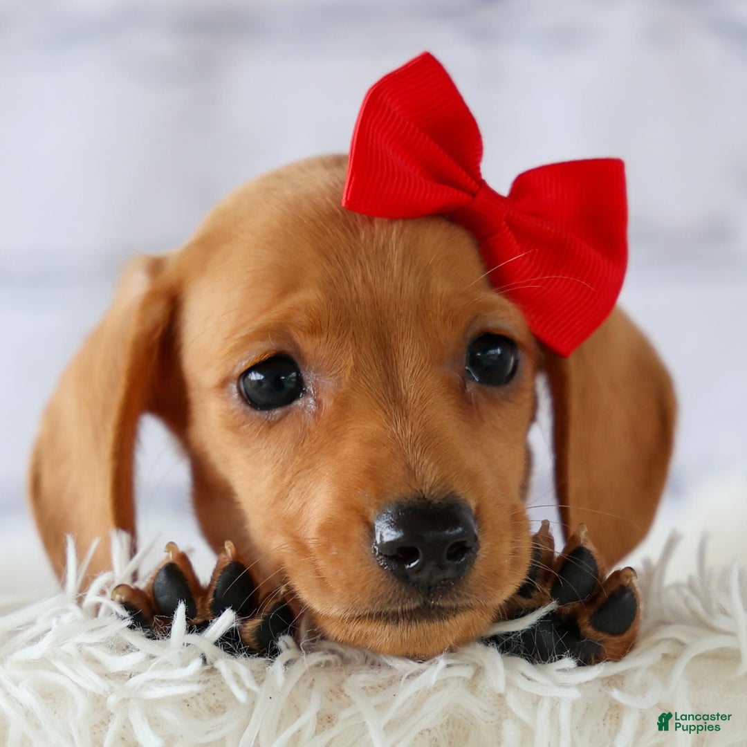 Miniature Dachshund dogs for sale: Nick - Image 1
