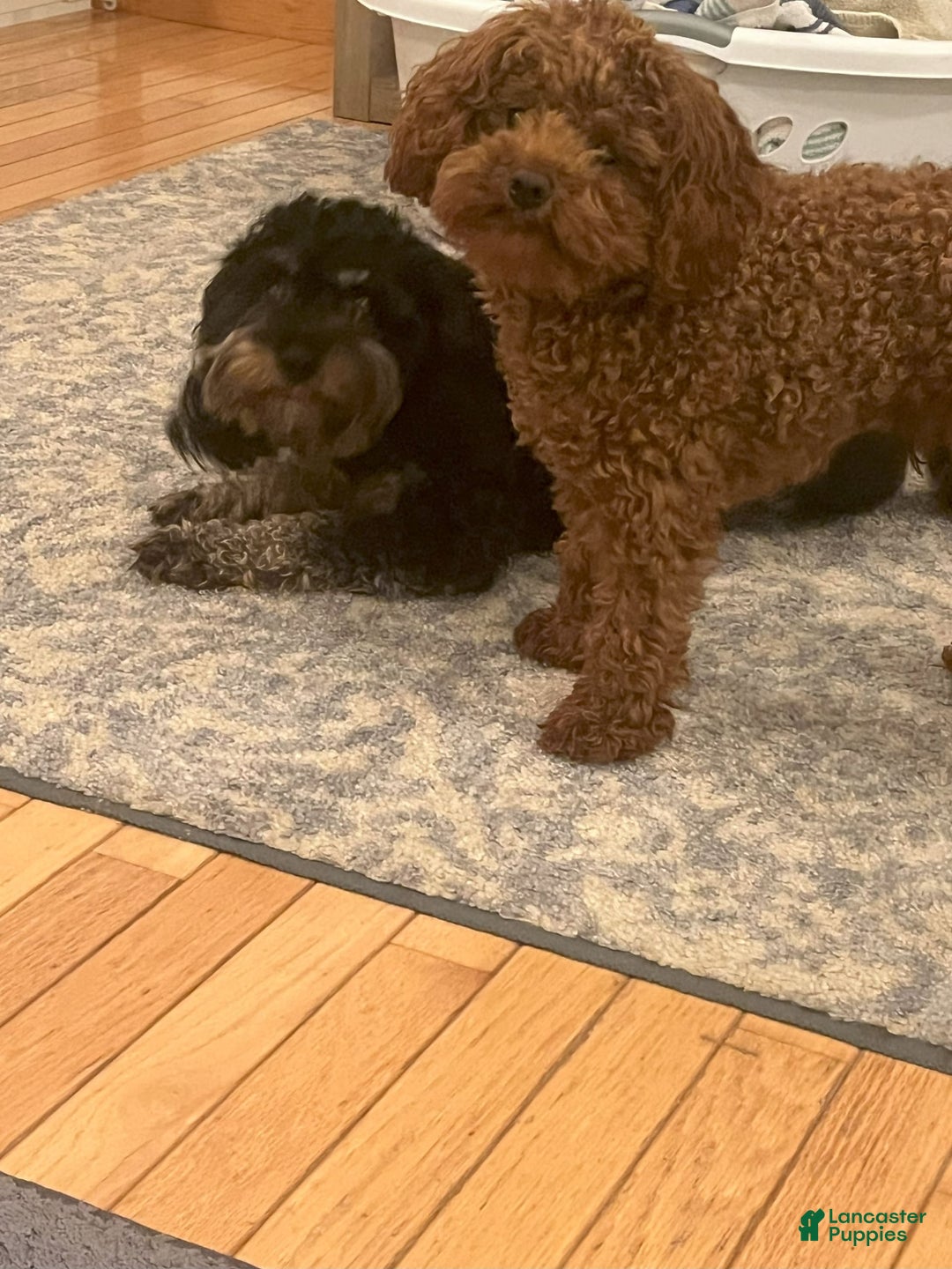Cavapoo dogs for sale: Jett - Image 5