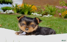 Yorkshire Terrier dogs for sale: Koda - Image 1