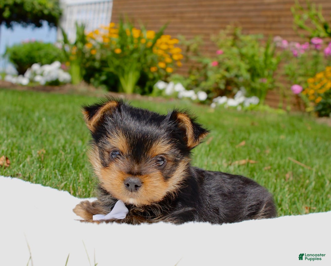 Yorkshire Terrier dogs for sale: Koda - Image 1