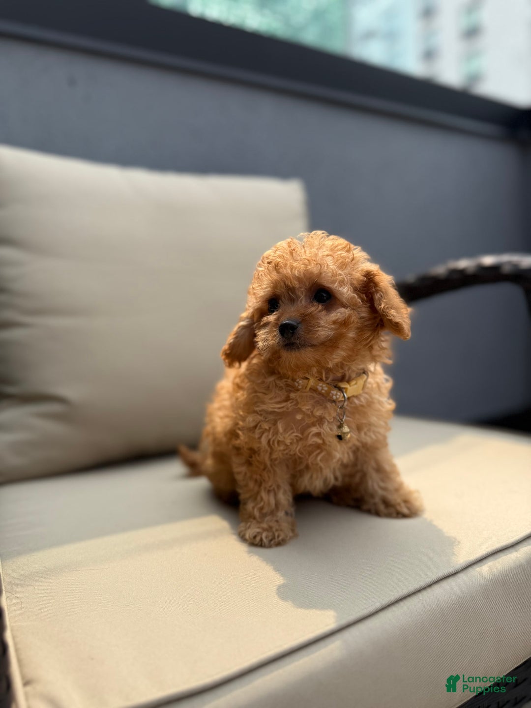 Toy Poodle dogs for sale: Teacup Milo - Image 3