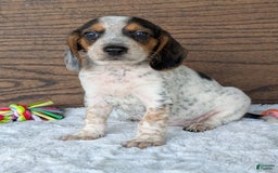 Beagle dogs for sale: Lexi - Image 10