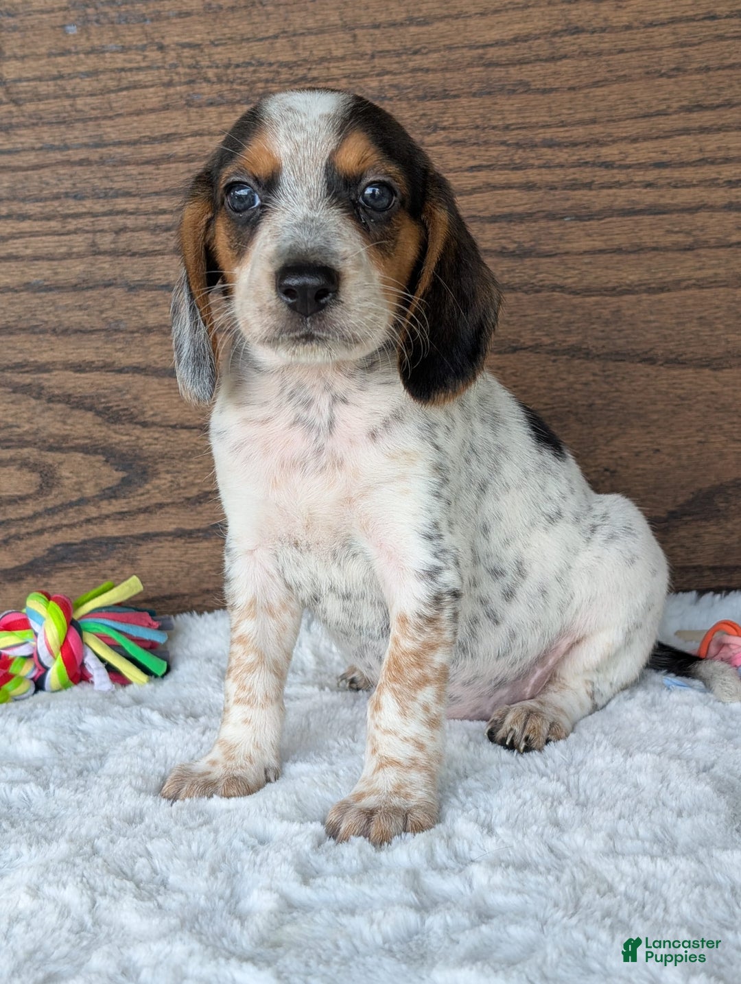 Beagle dogs for sale: Lexi - Image 10