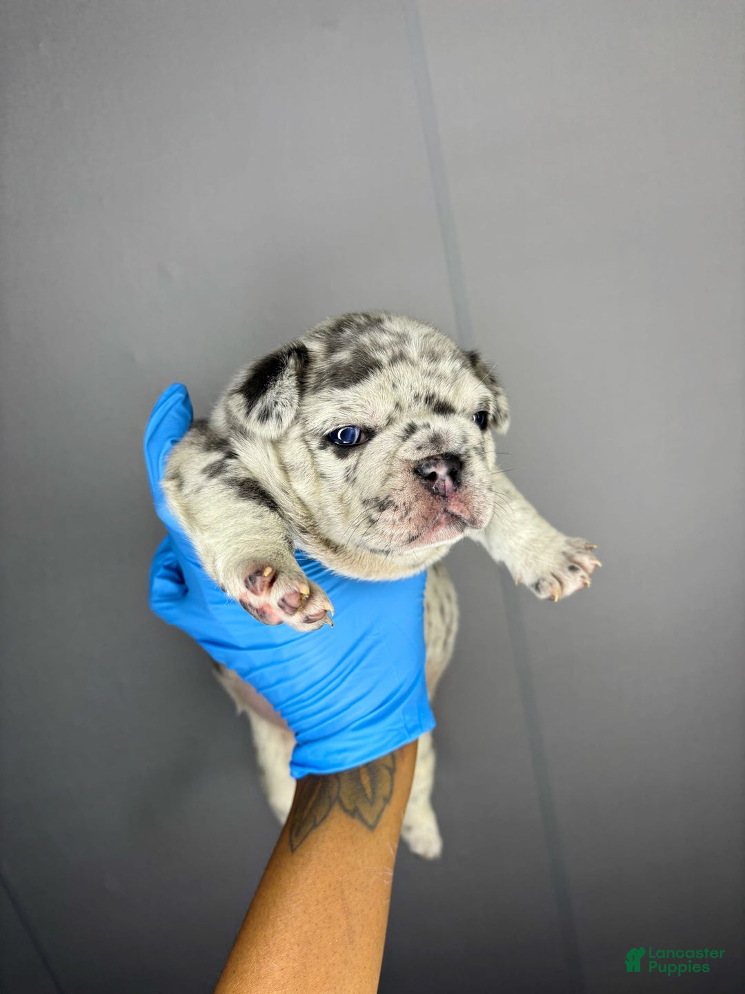 French Bulldog dogs for sale: Roscoe - Image 3