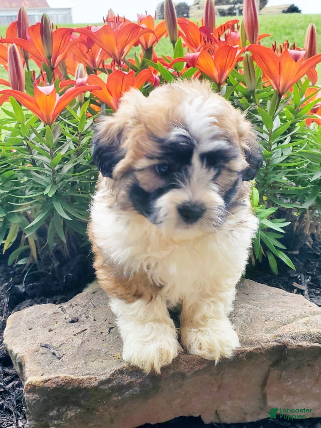 Teddy Bear dogs for sale: Diesel - Image 1