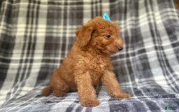 Mini Goldendoodle dogs for sale: Nelly - Image 1