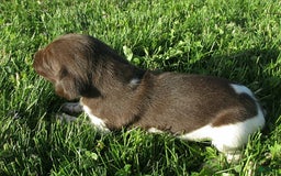 German Shorthaired Pointer dogs for sale: Tanner - Image 2