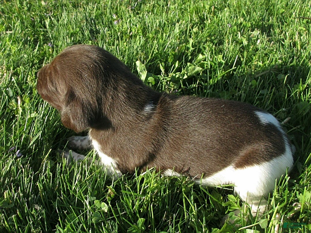 German Shorthaired Pointer dogs for sale: Tanner - Image 2