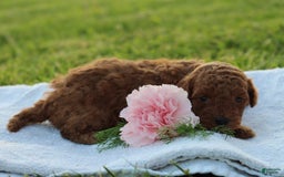 Miniature Poodle dogs for sale: Aleah - Image 10