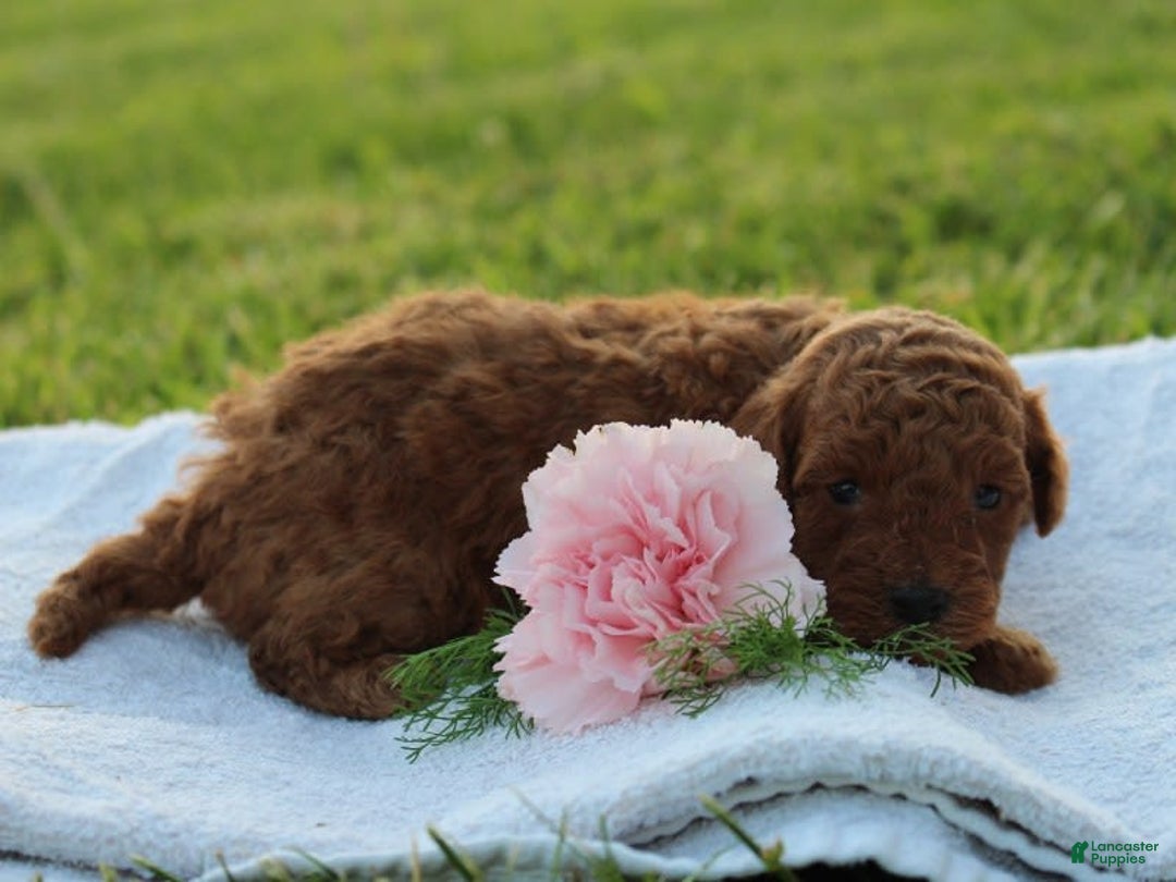 Miniature Poodle dogs for sale: Aleah - Image 10