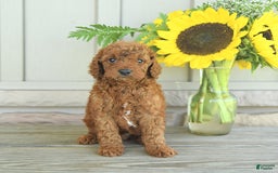 Mini Goldendoodle dogs for sale: Ursa - Image 9
