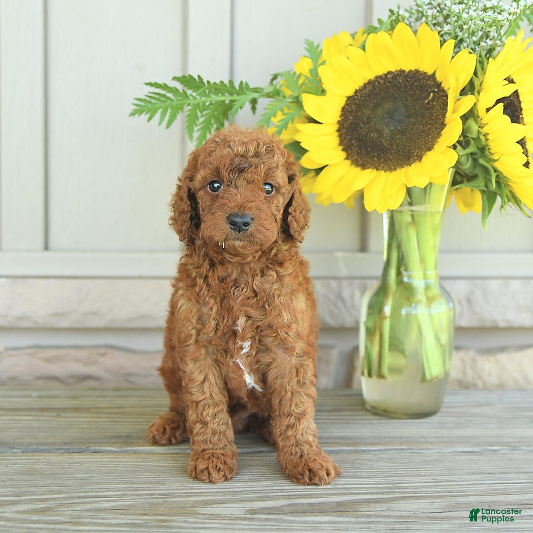 Mini Goldendoodle dogs for sale: Ursa - Image 9