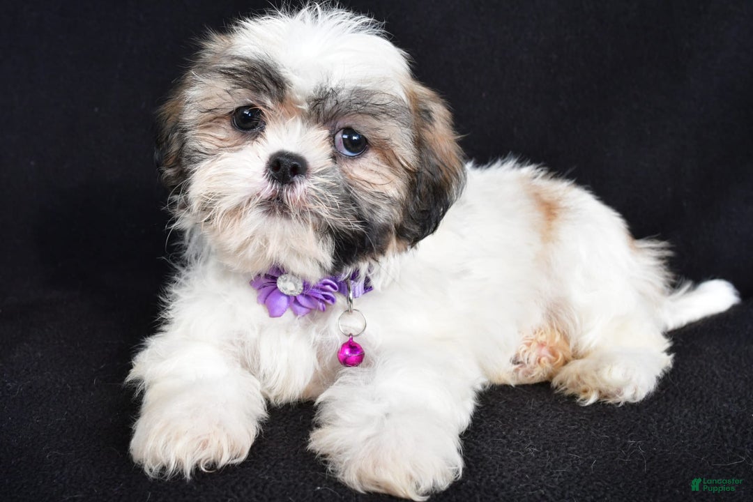 Shih Tzu dogs for sale: Twinkle - Image 2