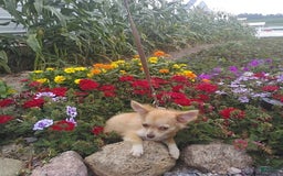 Chihuahua dogs for sale: Clarabell - Image 5
