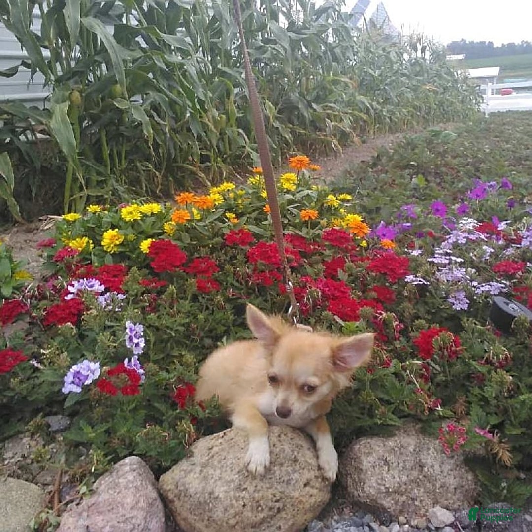 Chihuahua dogs for sale: Clarabell - Image 5