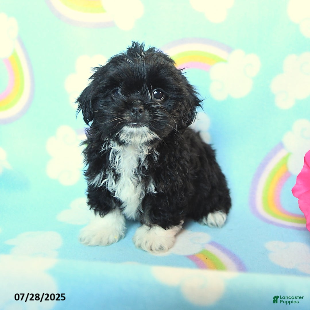 Teddy Bear dogs for sale: Snickers - Image 1