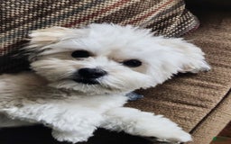 Maltipoo dogs for sale: Count Chocolate - Image 35
