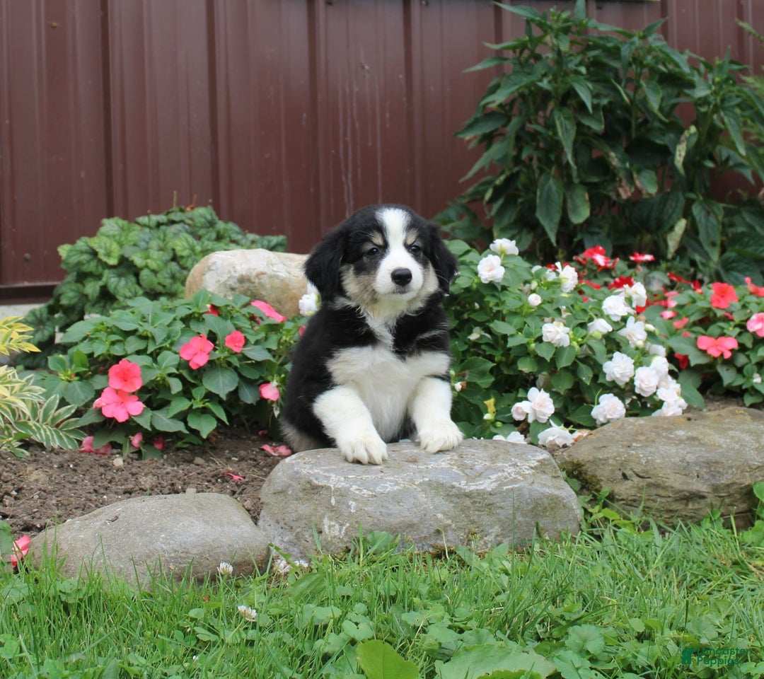 Australian Shepherd dogs for sale: Australian Shepherd 9 puppies - Image 5