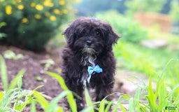 Yorkiepoo dogs for sale: Moses - Image 20