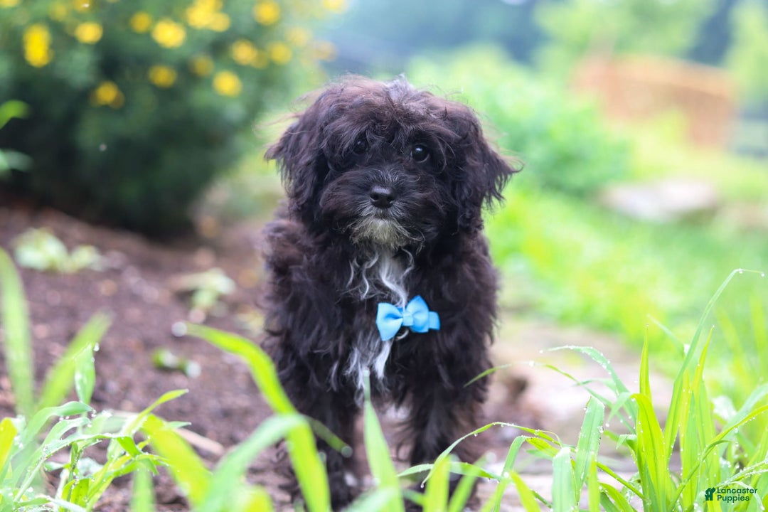 Yorkiepoo dogs for sale: Moses - Image 20