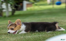 Welsh Corgi Pembroke dogs for sale: Lyla - Image 5