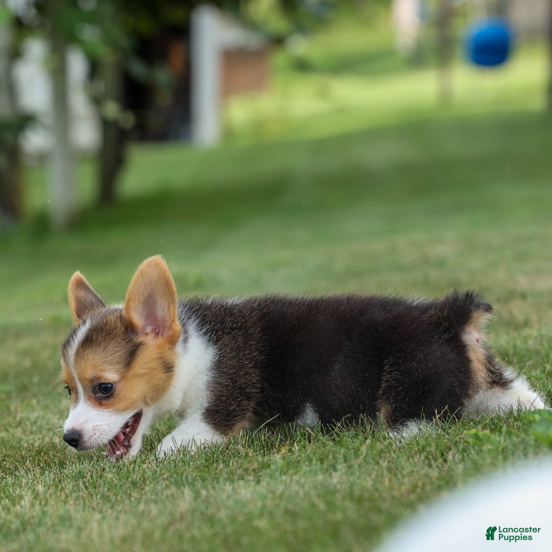 Welsh Corgi Pembroke dogs for sale: Lyla - Image 5