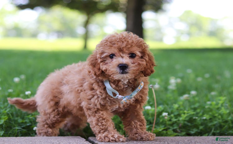 Cavapoo dogs for sale - Ad 1