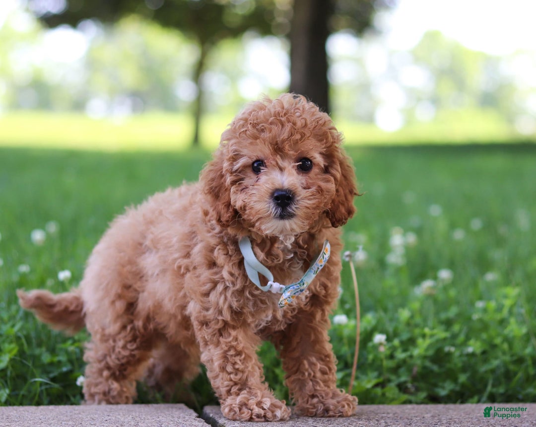 Cavapoo dogs for sale: Robin - Image 1