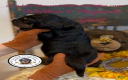 Mini Bernedoodle dogs for sale: Willows Magenta Girl - Image 14