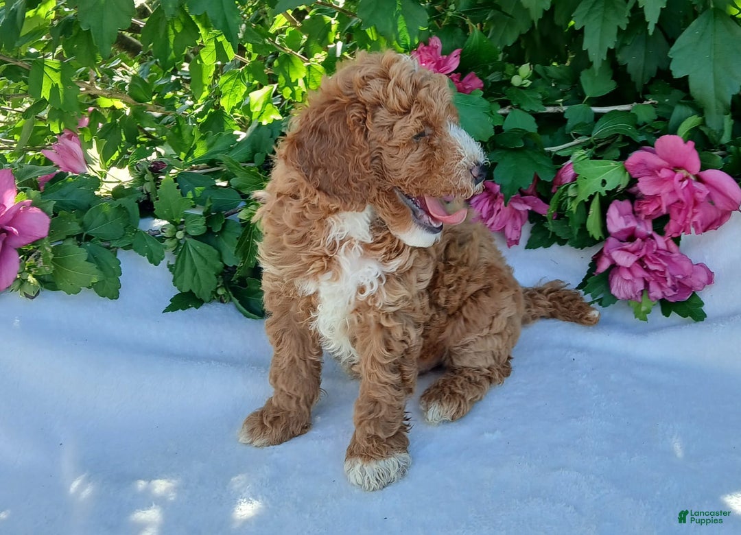 Toy Poodle dogs for sale: Frisky - Image 2