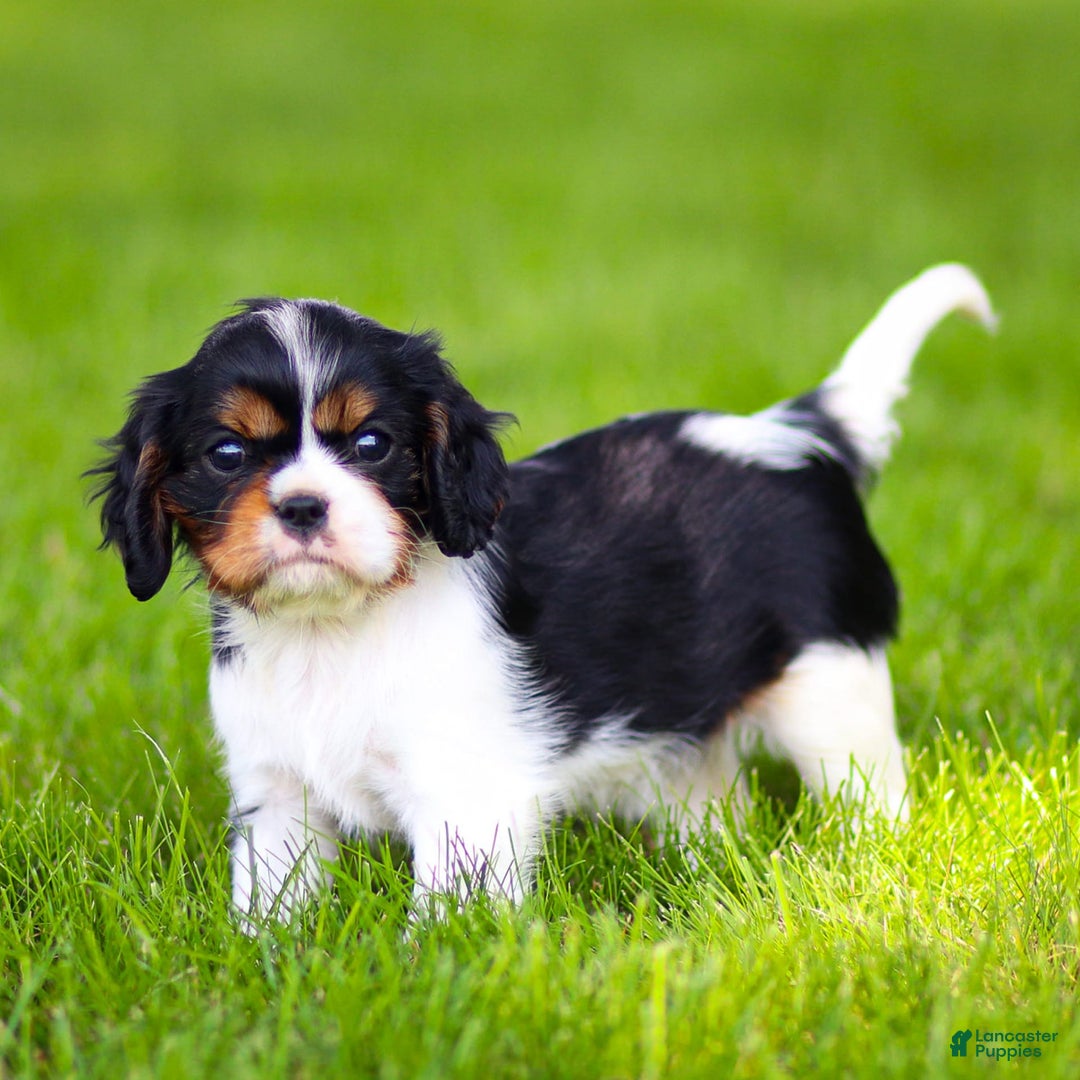 Cavalier King Charles Spaniel dogs for sale: Bailey - Image 12